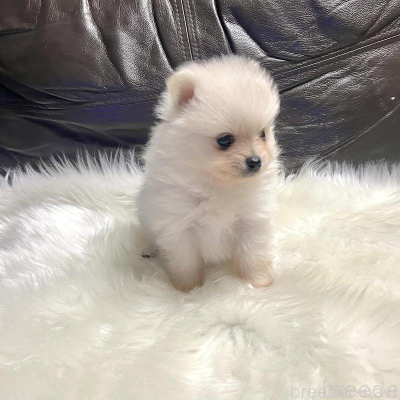 成約済の佐賀県のポメラニアン-422241の5枚目