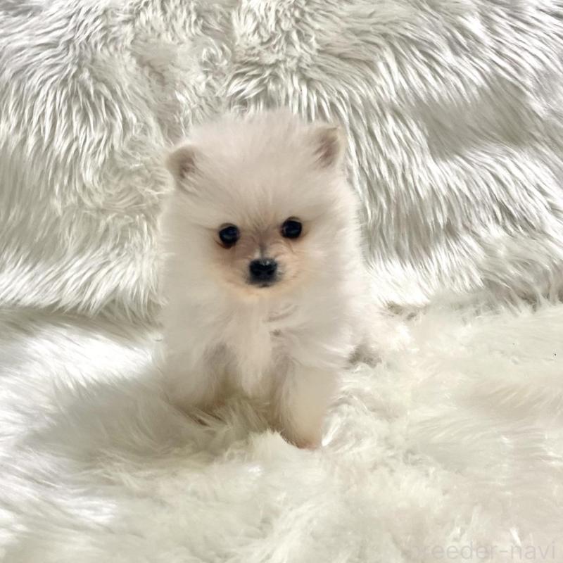 成約済の佐賀県のポメラニアン-422241の1枚目