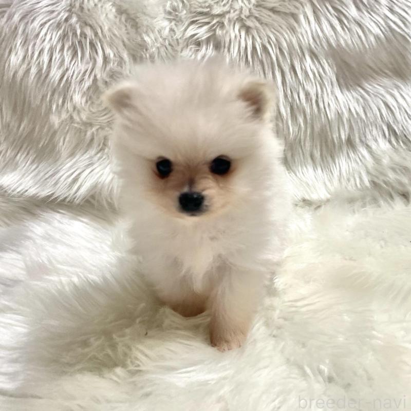 成約済の佐賀県のポメラニアン-422241の3枚目