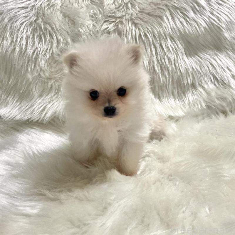 成約済の佐賀県のポメラニアン-422241の2枚目