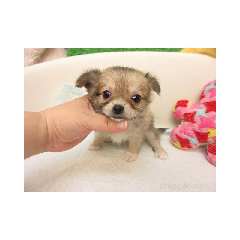 販売中の大阪府のチワワ(ロングコート)-422247