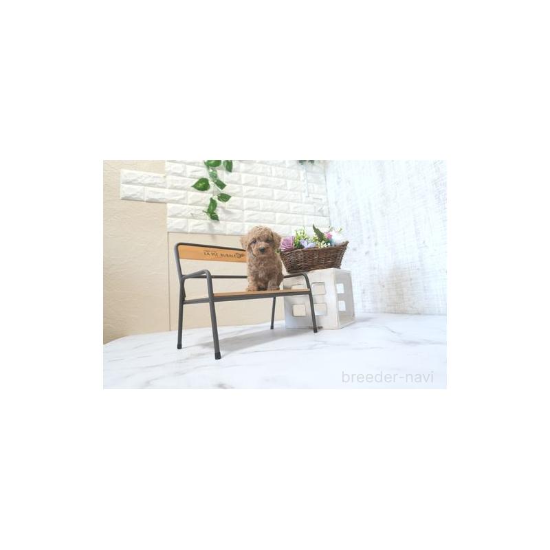 成約済の滋賀県のタイニープードル-422257の5枚目