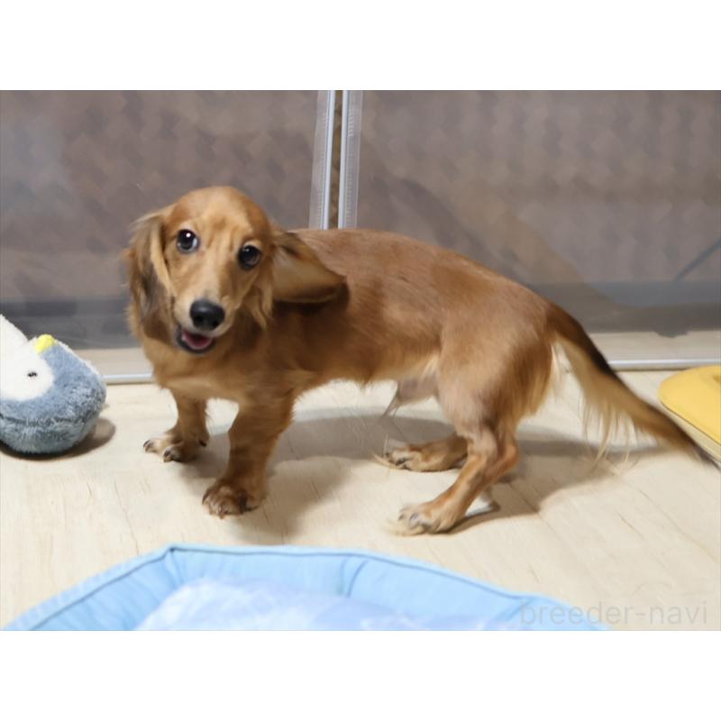 販売中の愛知県のミニチュアダックスフンド(ロングヘアード)-392385の11枚目