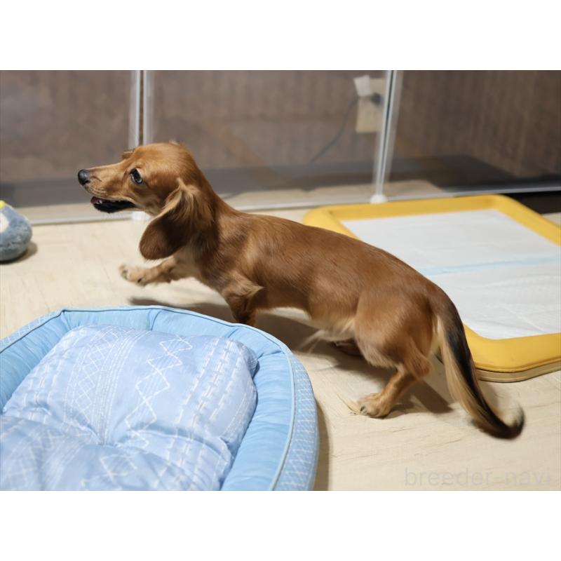 販売中の愛知県のミニチュアダックスフンド(ロングヘアード)-392385の10枚目