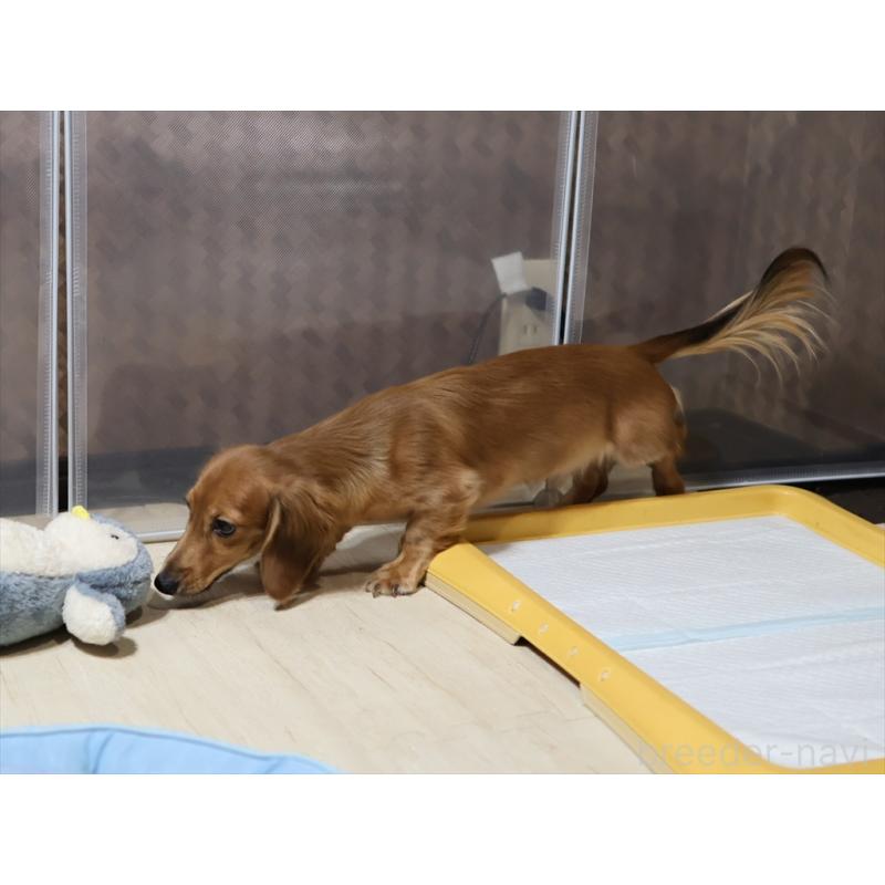 販売中の愛知県のミニチュアダックスフンド(ロングヘアード)-392385の9枚目