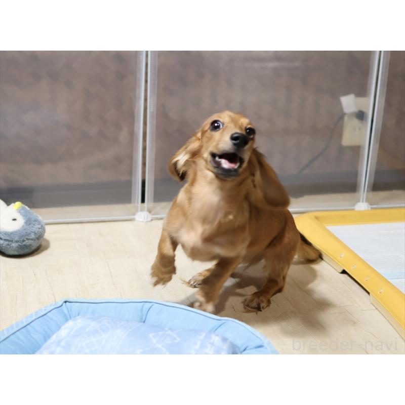 販売中の愛知県のミニチュアダックスフンド(ロングヘアード)-392385の7枚目