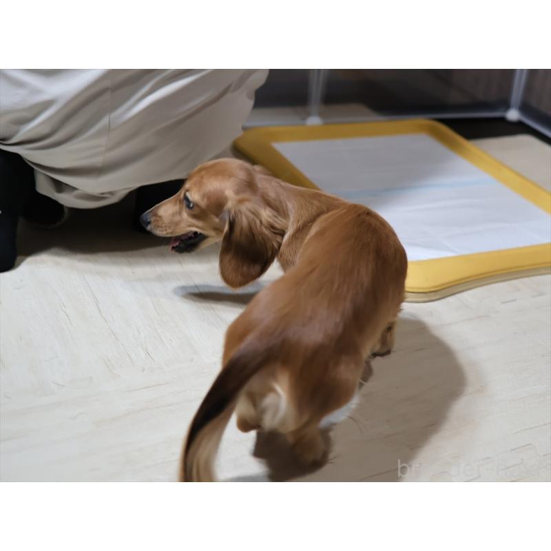 販売中の愛知県のミニチュアダックスフンド(ロングヘアード)-392385の5枚目