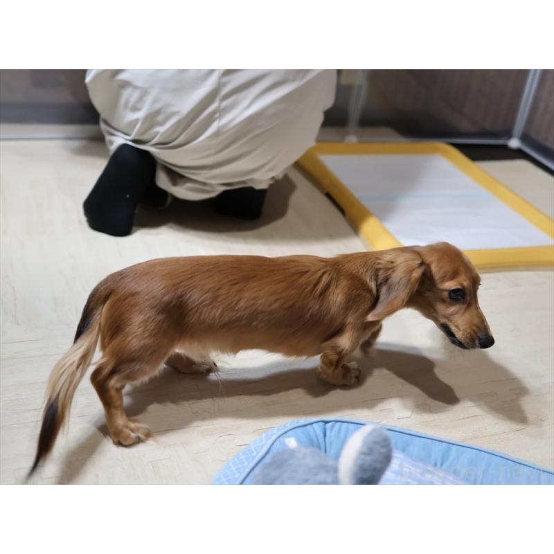 販売中の愛知県のミニチュアダックスフンド(ロングヘアード)-392385の4枚目