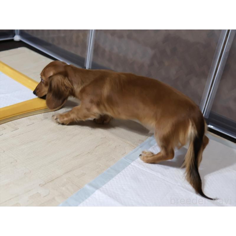 販売中の愛知県のミニチュアダックスフンド(ロングヘアード)-392385の3枚目