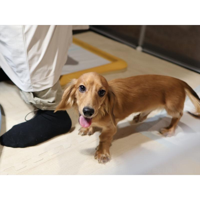 販売中の愛知県のミニチュアダックスフンド(ロングヘアード)-392385の2枚目