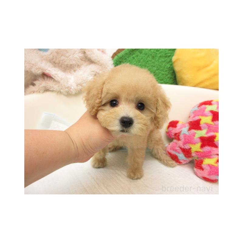販売中の大阪府のトイプードル-422264の2枚目