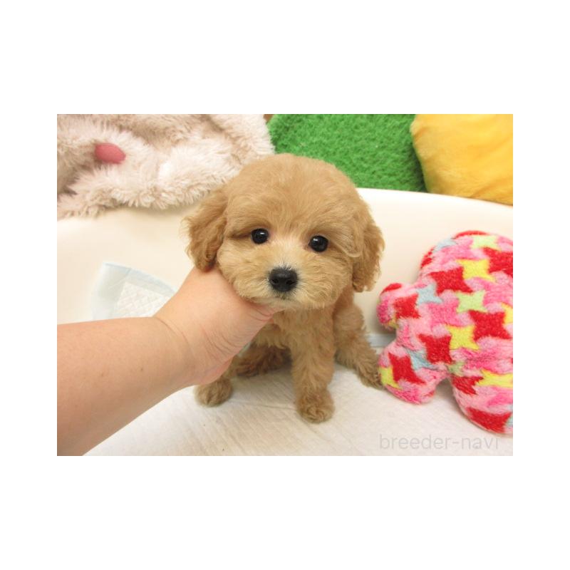 販売中の大阪府のトイプードル-422265