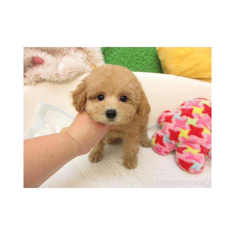 販売中の大阪府のトイプードル-422265の2枚目