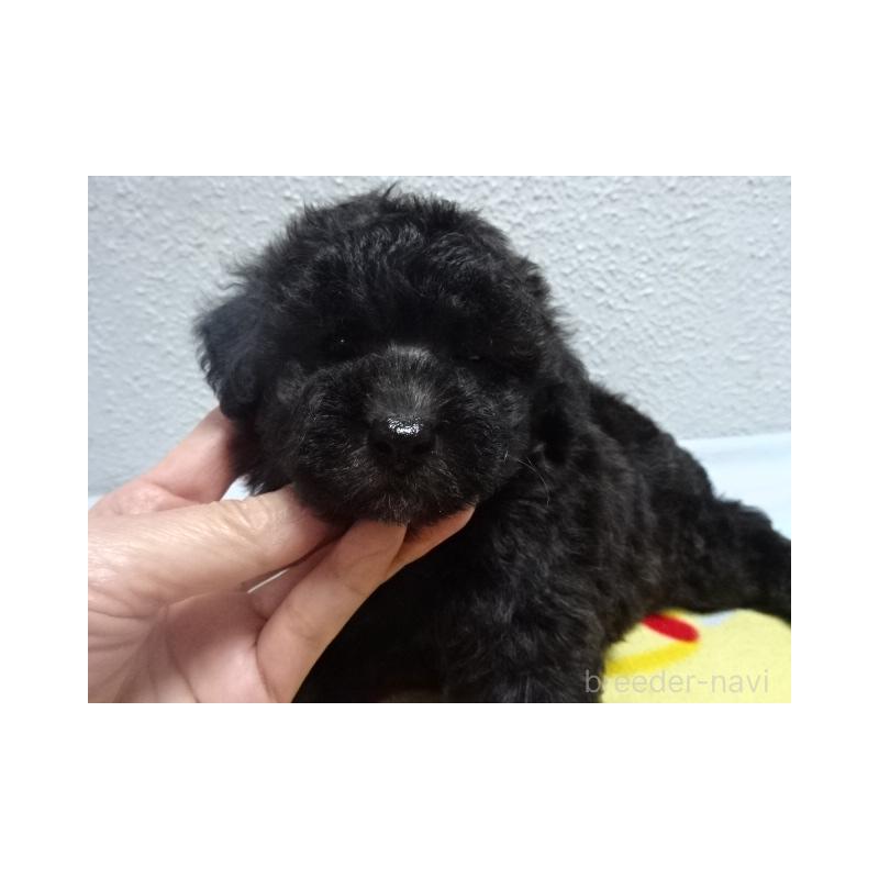販売中の大阪府のタイニープードル-422266の1枚目