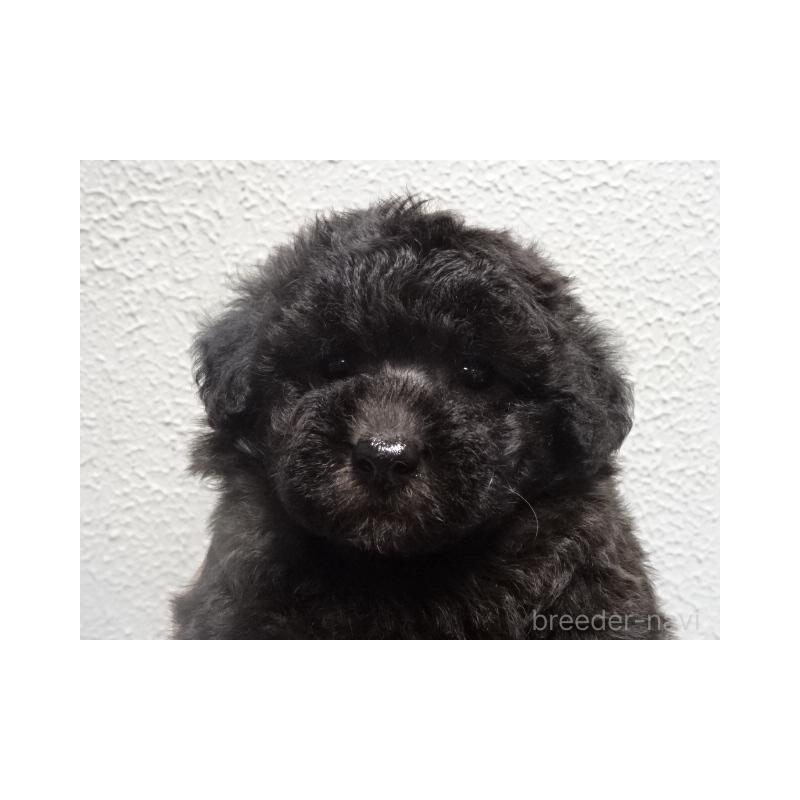 販売中の大阪府のタイニープードル-422266の5枚目