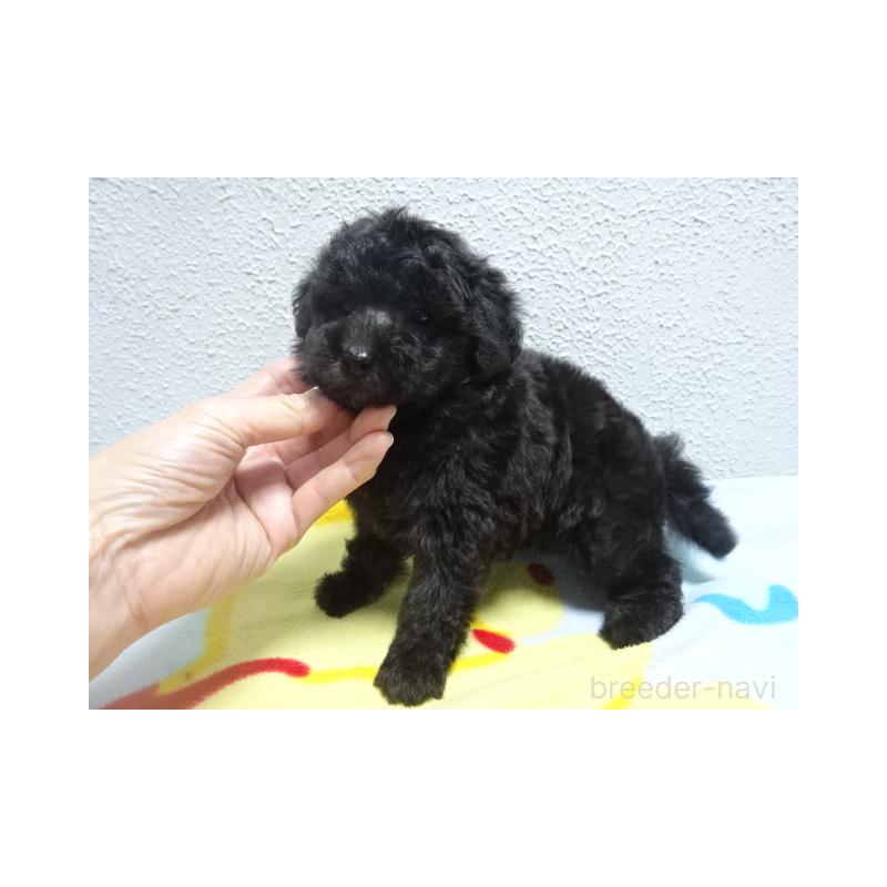 販売中の大阪府のタイニープードル-422266の3枚目