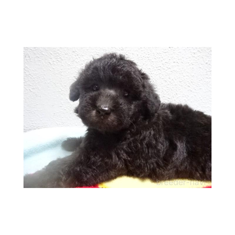 販売中の大阪府のタイニープードル-422266の2枚目