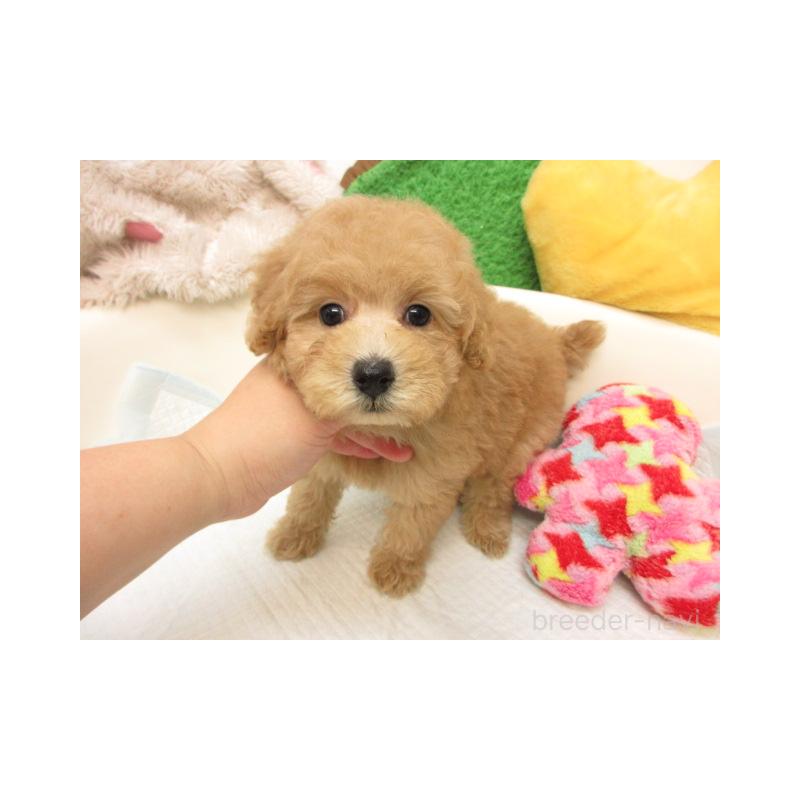 販売中の大阪府のトイプードル-422267