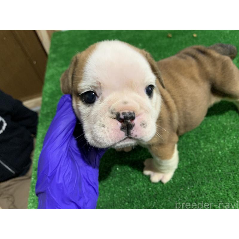 成約済の福岡県のブルドッグ-421562の11枚目