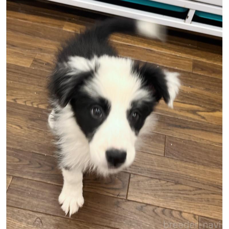 成約済の東京都のボーダーコリー-417718の4枚目