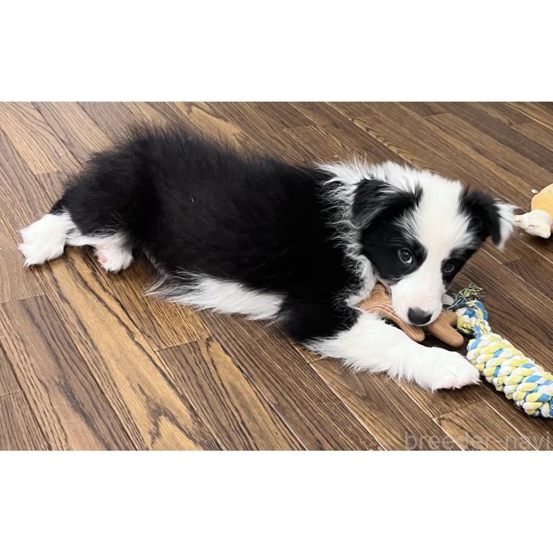 成約済の東京都のボーダーコリー-417718の3枚目