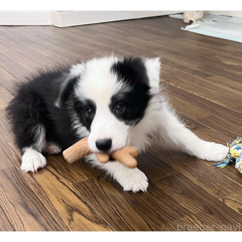 成約済の東京都のボーダーコリー-417718の2枚目