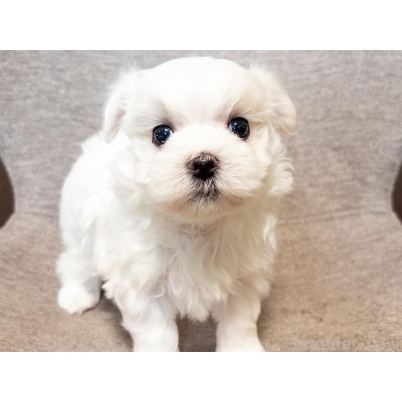 販売中の神奈川県のマルチーズ-420175の7枚目