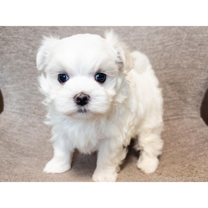 販売中の神奈川県のマルチーズ-420175