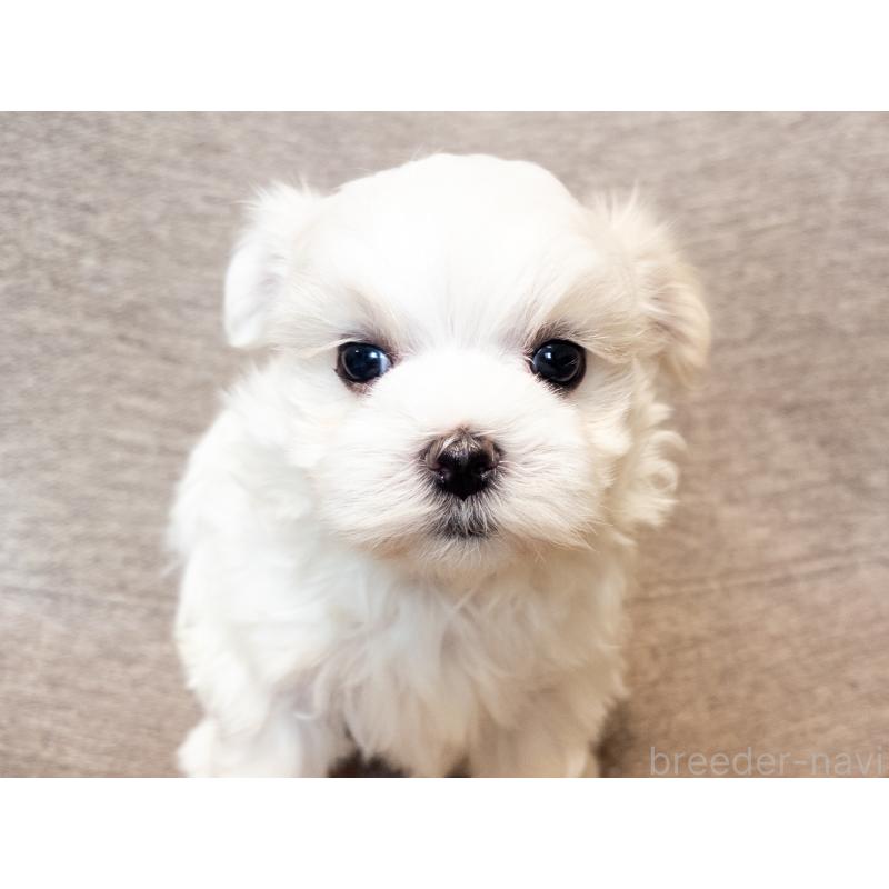 販売中の神奈川県のマルチーズ-420175の5枚目