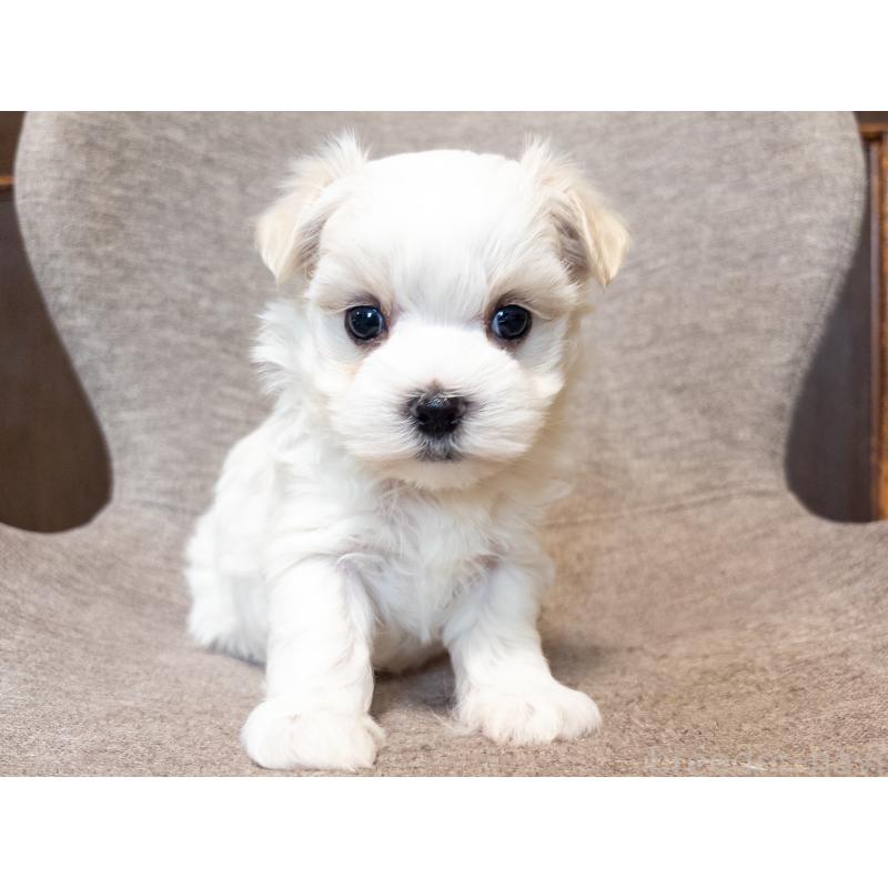 販売中の神奈川県のマルチーズ-420174