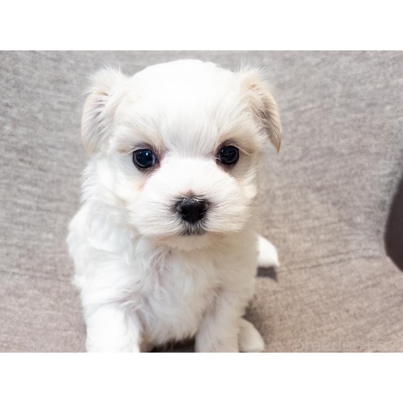 販売中の神奈川県のマルチーズ-420174の5枚目