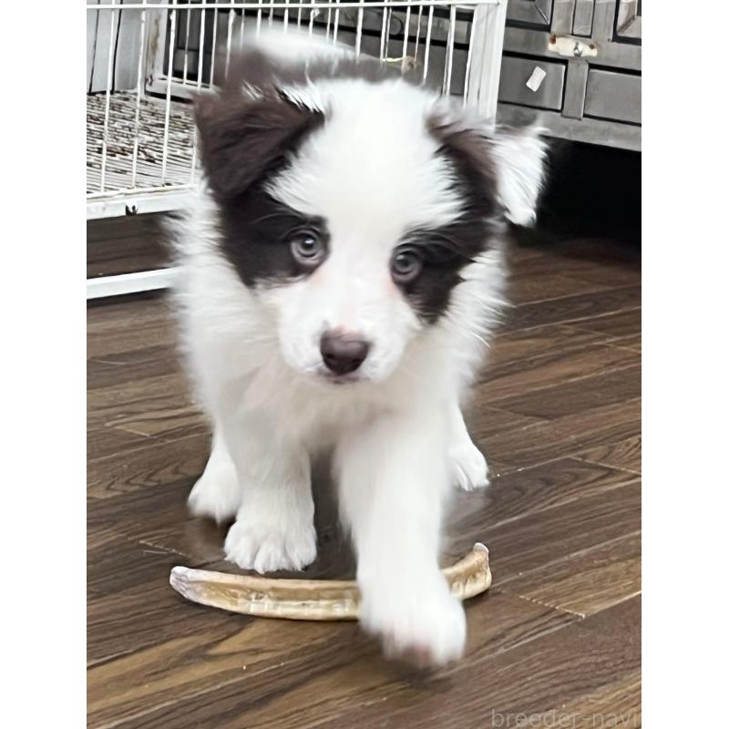 成約済の東京都のボーダーコリー-417724の3枚目