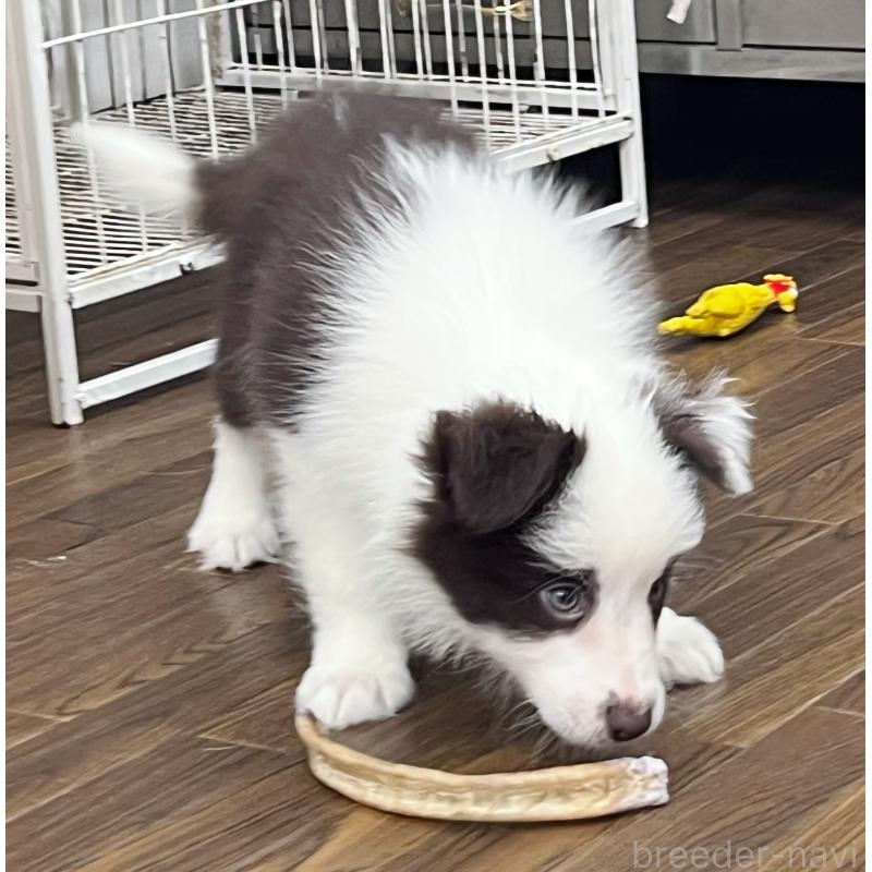 成約済の東京都のボーダーコリー-417724の2枚目