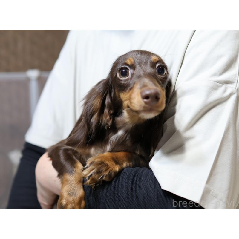 販売中の愛知県のミニチュアダックスフンド(ロングヘアード)-409132の11枚目