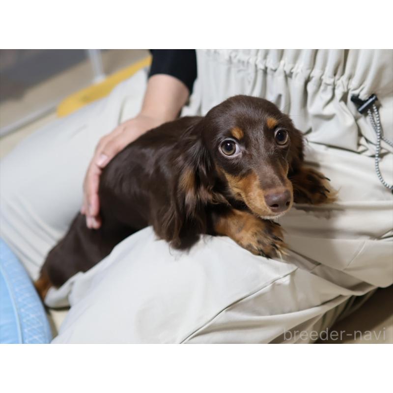 販売中の愛知県のミニチュアダックスフンド(ロングヘアード)-409132の10枚目