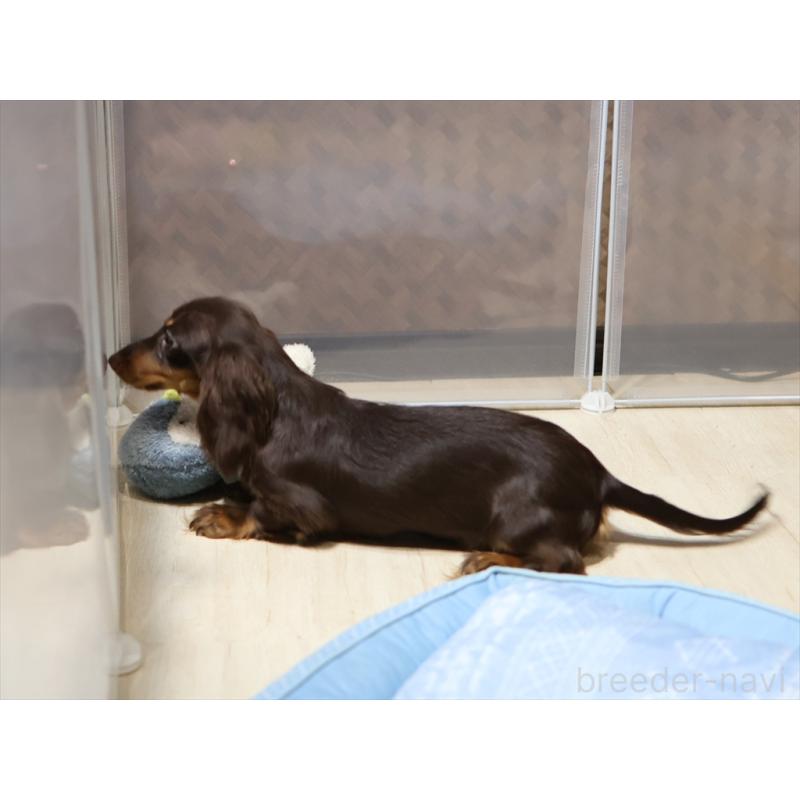 販売中の愛知県のミニチュアダックスフンド(ロングヘアード)-409132の8枚目