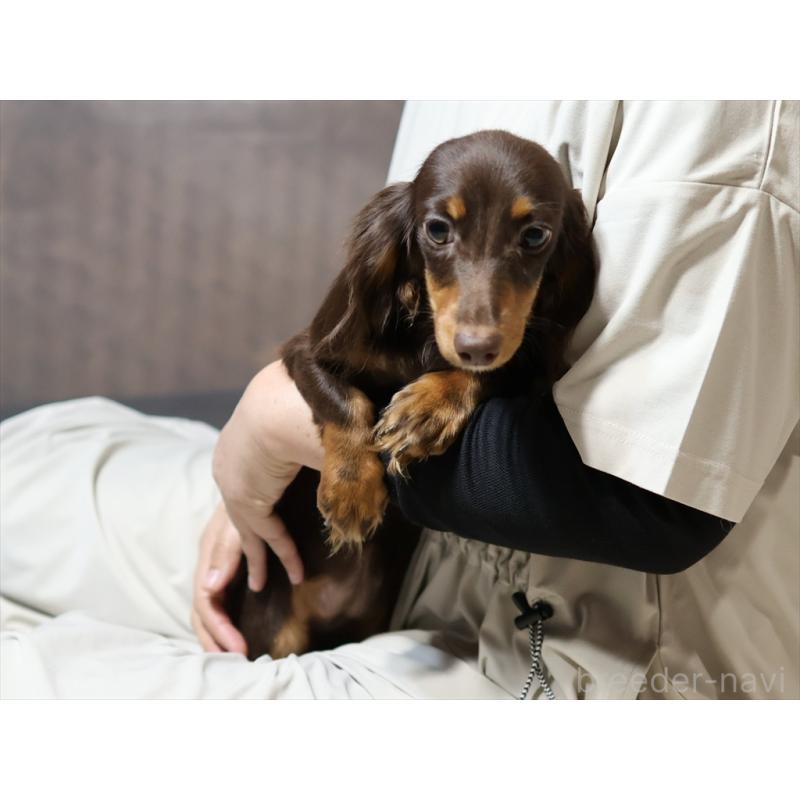 販売中の愛知県のミニチュアダックスフンド(ロングヘアード)-409132の7枚目