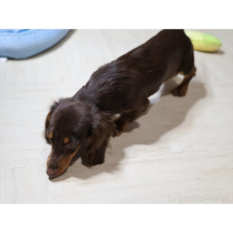 販売中の愛知県のミニチュアダックスフンド(ロングヘアード)-409132の6枚目