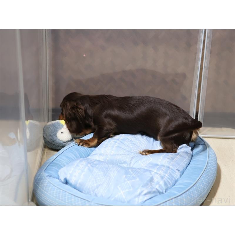 販売中の愛知県のミニチュアダックスフンド(ロングヘアード)-409132の5枚目