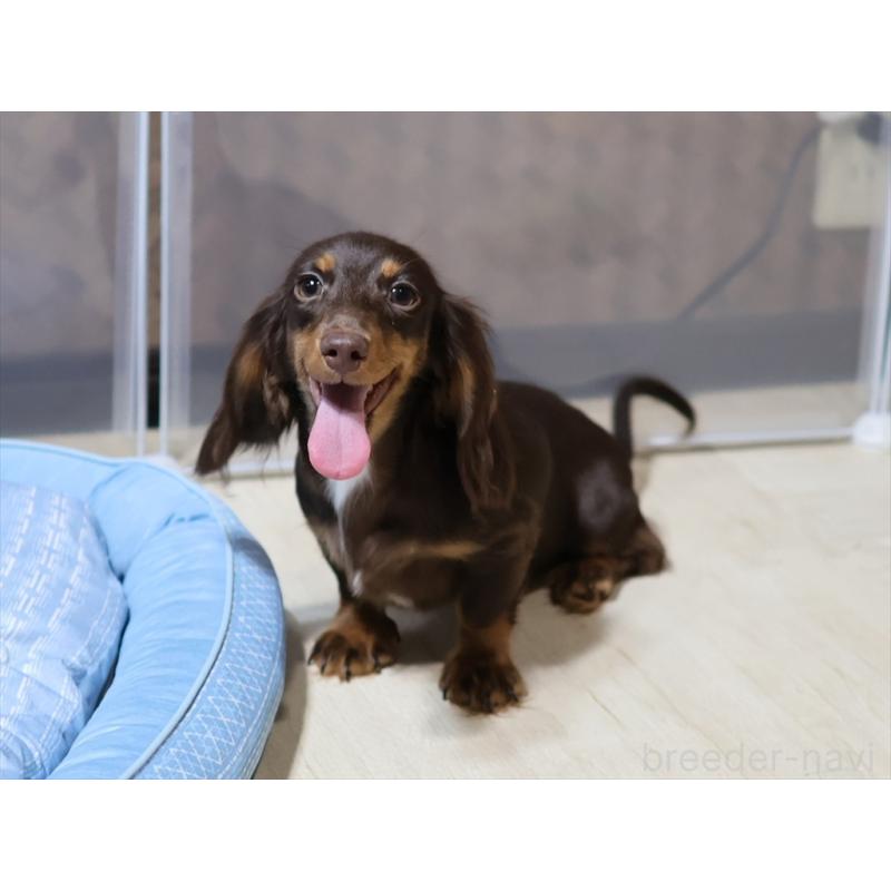 販売中の愛知県のミニチュアダックスフンド(ロングヘアード)-409132の4枚目