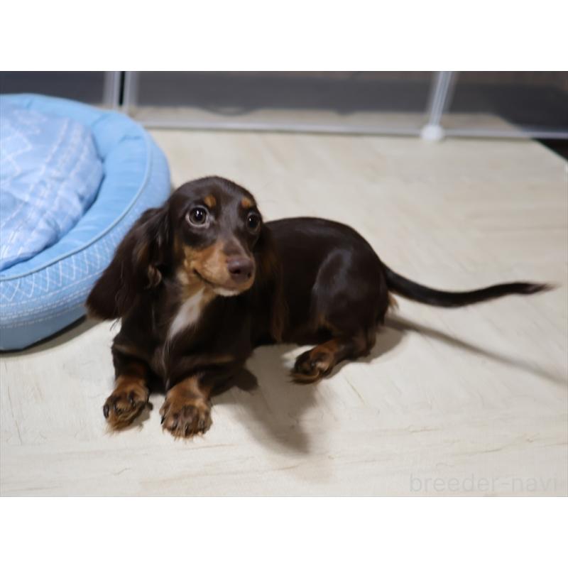 販売中の愛知県のミニチュアダックスフンド(ロングヘアード)-409132の3枚目