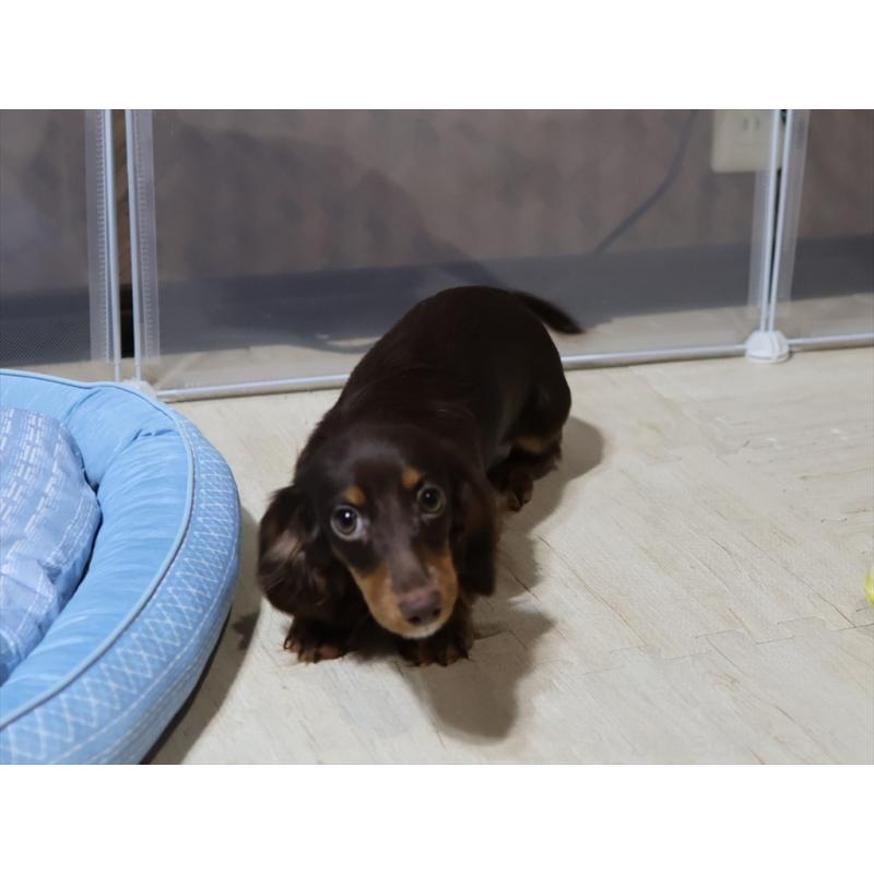 販売中の愛知県のミニチュアダックスフンド(ロングヘアード)-409132の2枚目