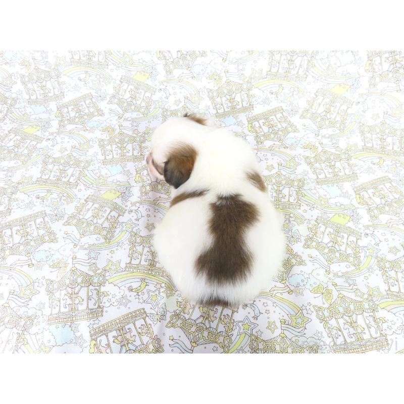 販売中の千葉県のパピヨン-422274の5枚目