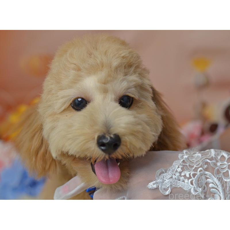 販売中の埼玉県のミックス犬-392914の10枚目