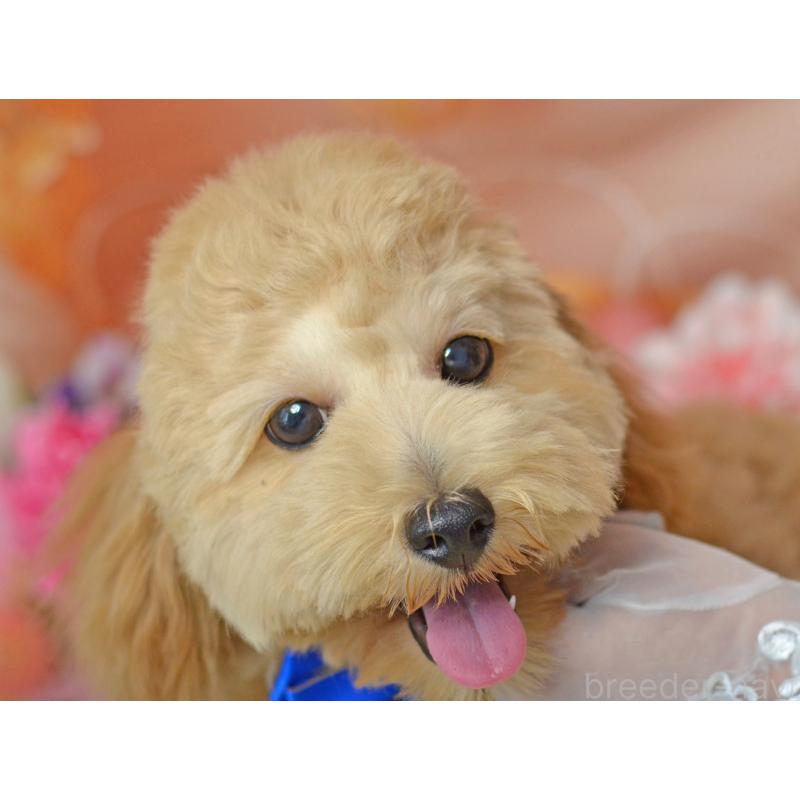 販売中の埼玉県のミックス犬-392914の9枚目