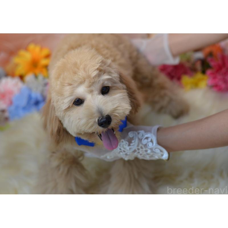 販売中の埼玉県のミックス犬-392914の8枚目