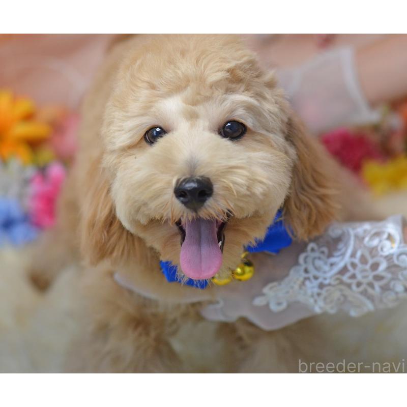 販売中の埼玉県のミックス犬-392914の6枚目