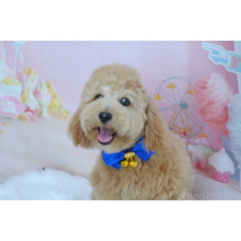 販売中の埼玉県のミックス犬-392914の5枚目