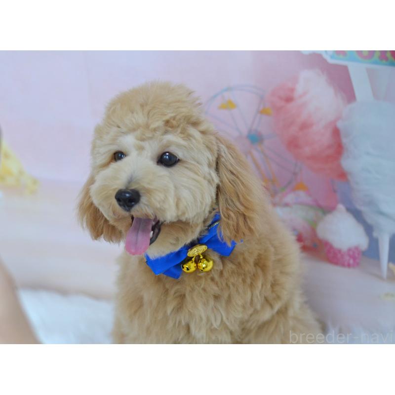 販売中の埼玉県のミックス犬-392914の4枚目