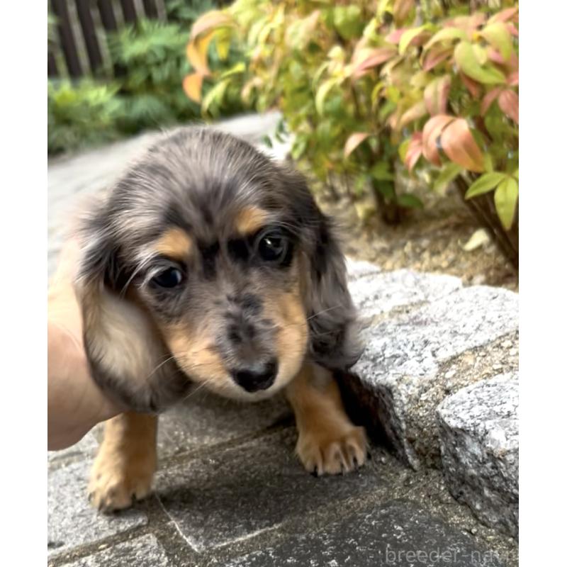 成約済の奈良県のミニチュアダックスフンド(ロングヘアード)-419933の2枚目